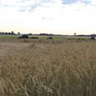 Getreidefeld bei Aalen