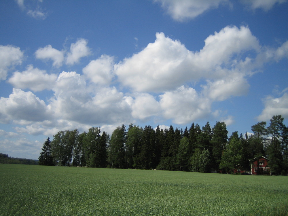 Getreidefeld bei Arboga
