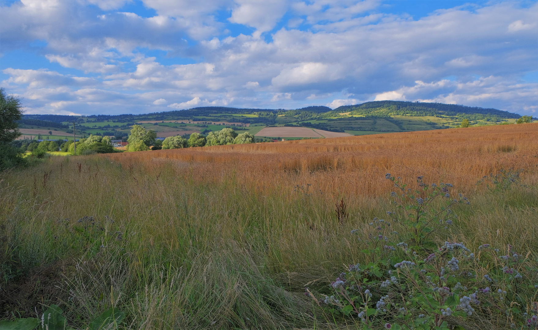 Getreidefeld (campo)