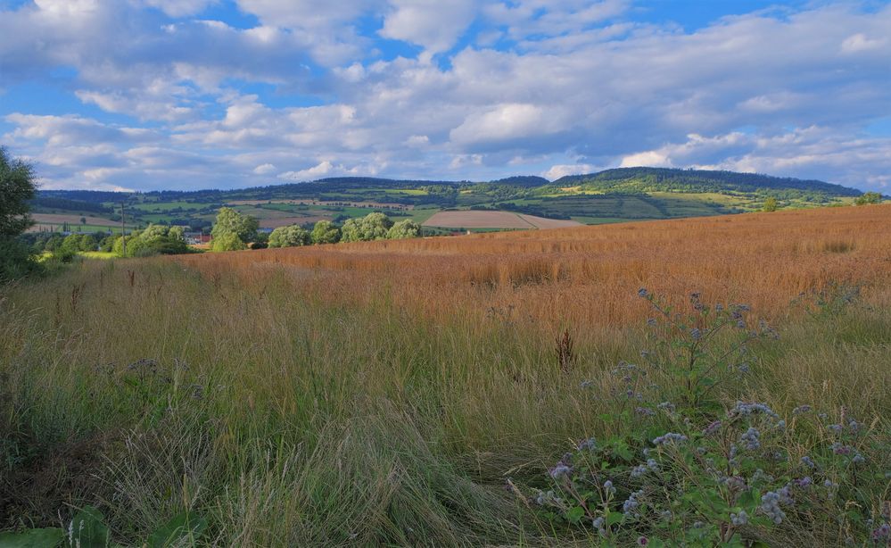 Getreidefeld (campo)