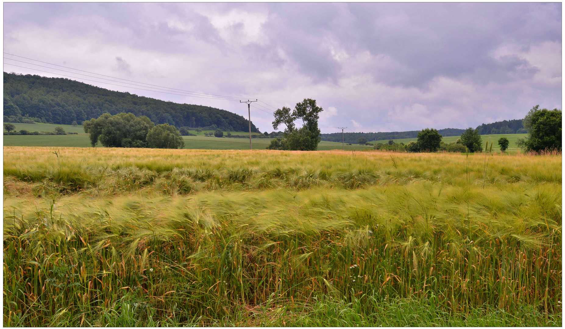 Getreidefeld (campo de cereales)