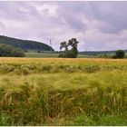 Getreidefeld (campo de cereales)