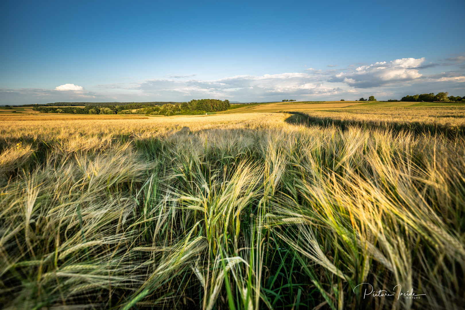 Getreide:Feld