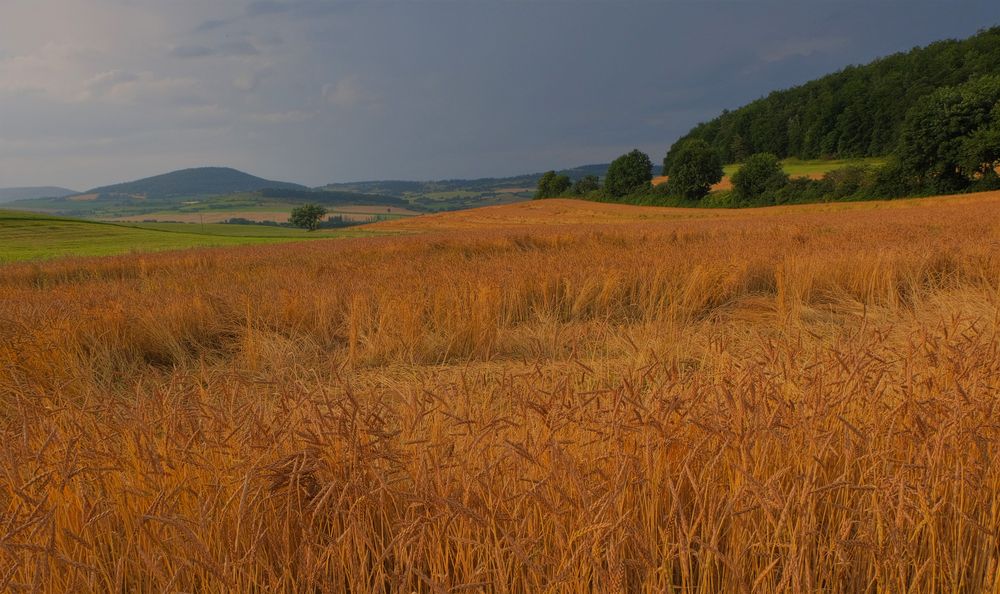 Getreidefeld, gleich regnet es (campo, pronto va a llover)