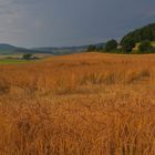 Getreidefeld, gleich regnet es (campo, pronto va a llover)