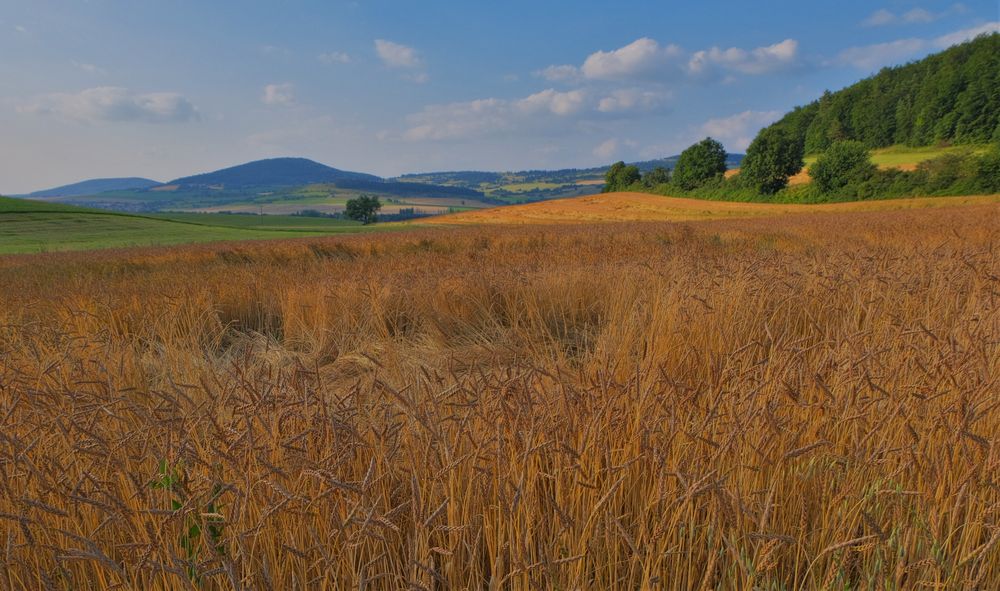 Getreidefeld, heute (campo, hoy)