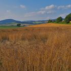 Getreidefeld, heute (campo, hoy)