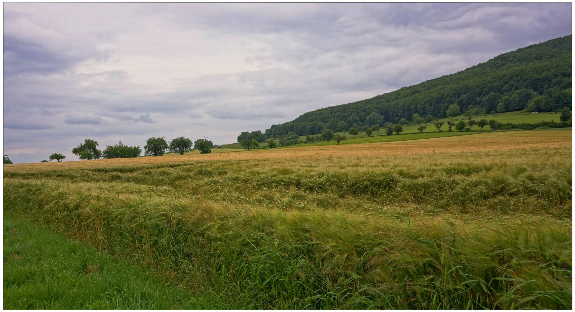 Getreidefeld II(campo de cereales II)