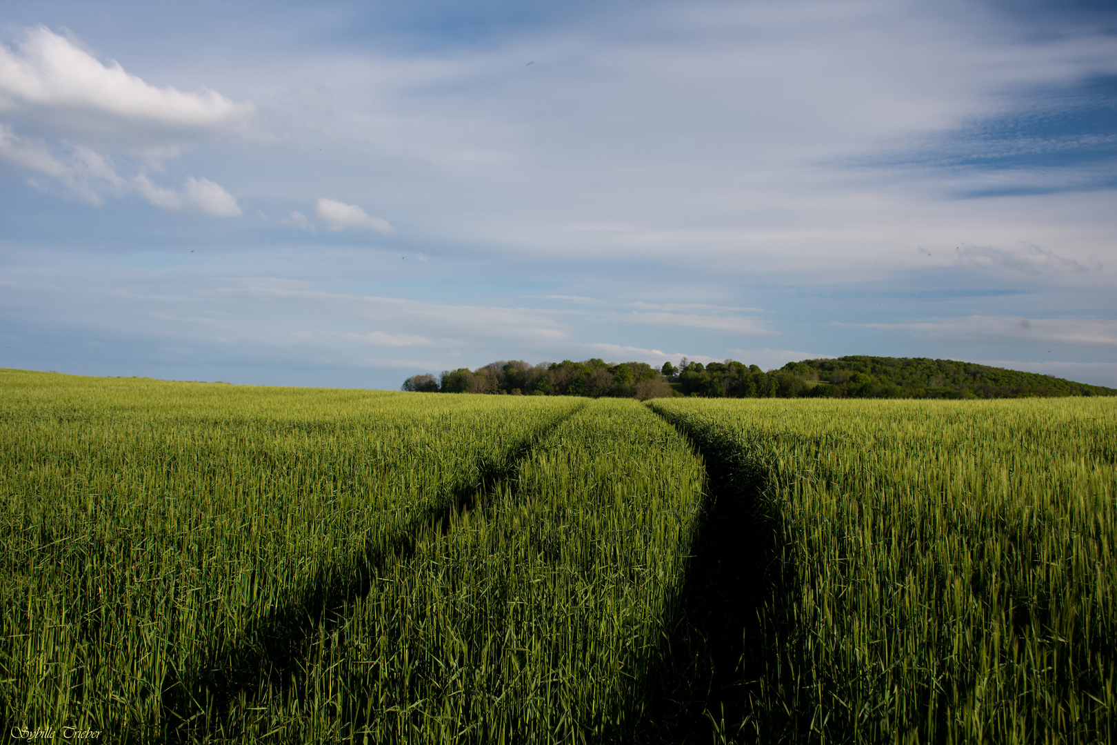 Getreidefeld im Abendlicht