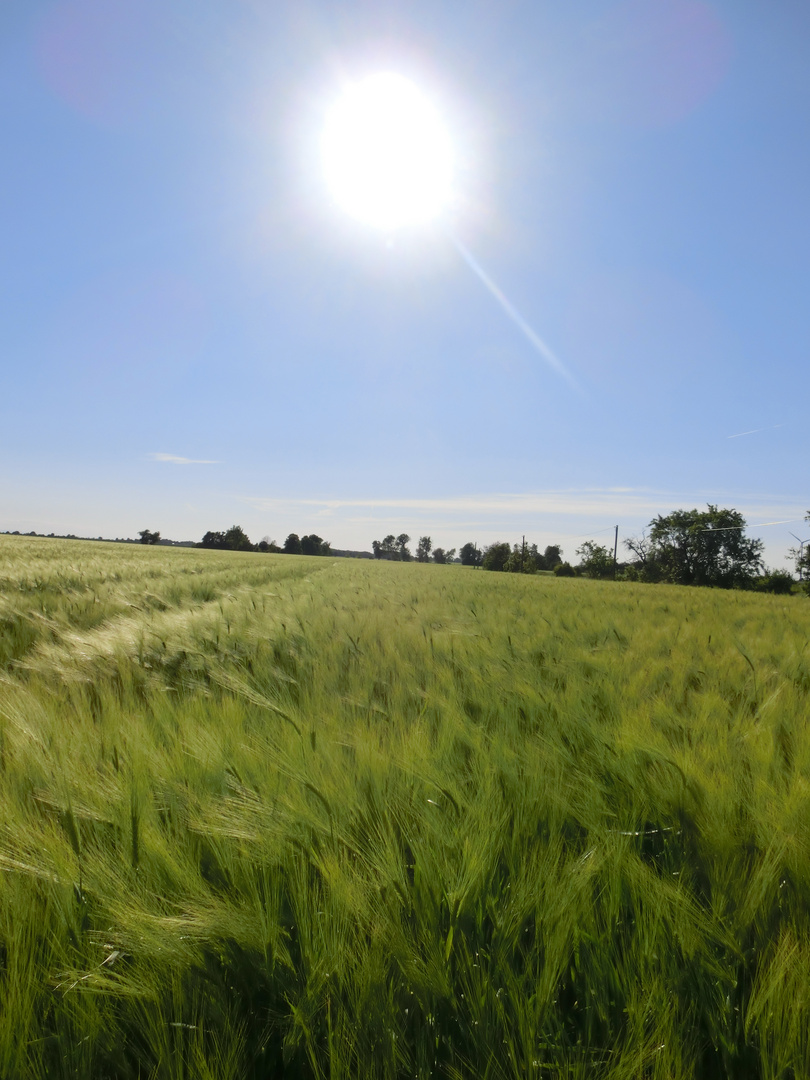 Getreidefeld im Blick der Sonne