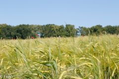 Getreidefeld im Frühsommer