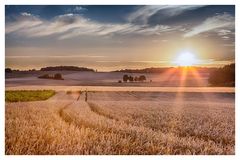 Getreidefeld im Gegenlicht