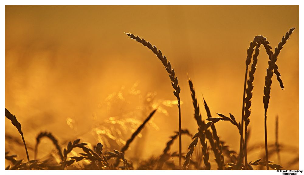 *** Getreidefeld im goldenen Licht des Sonnenaufgangs *** 