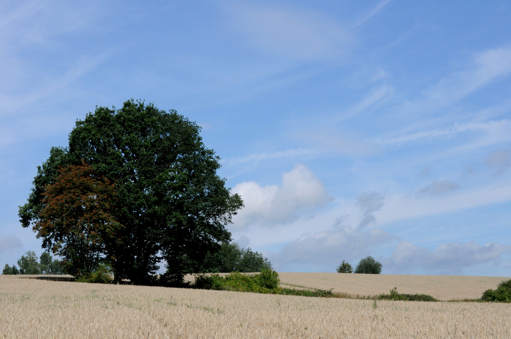 Getreidefeld im Harz