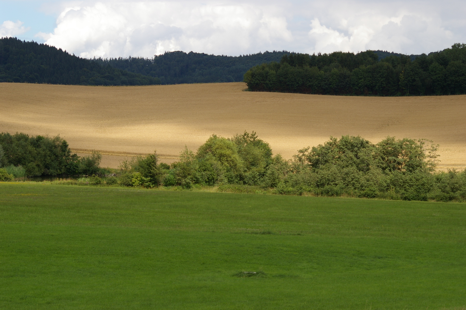 Getreidefeld im letzten Licht