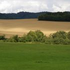 Getreidefeld im letzten Licht