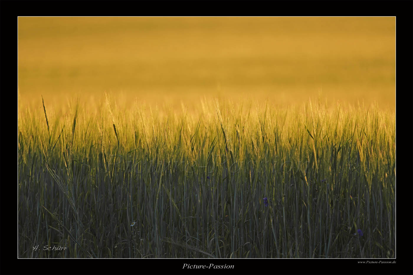 Getreidefeld im Licht