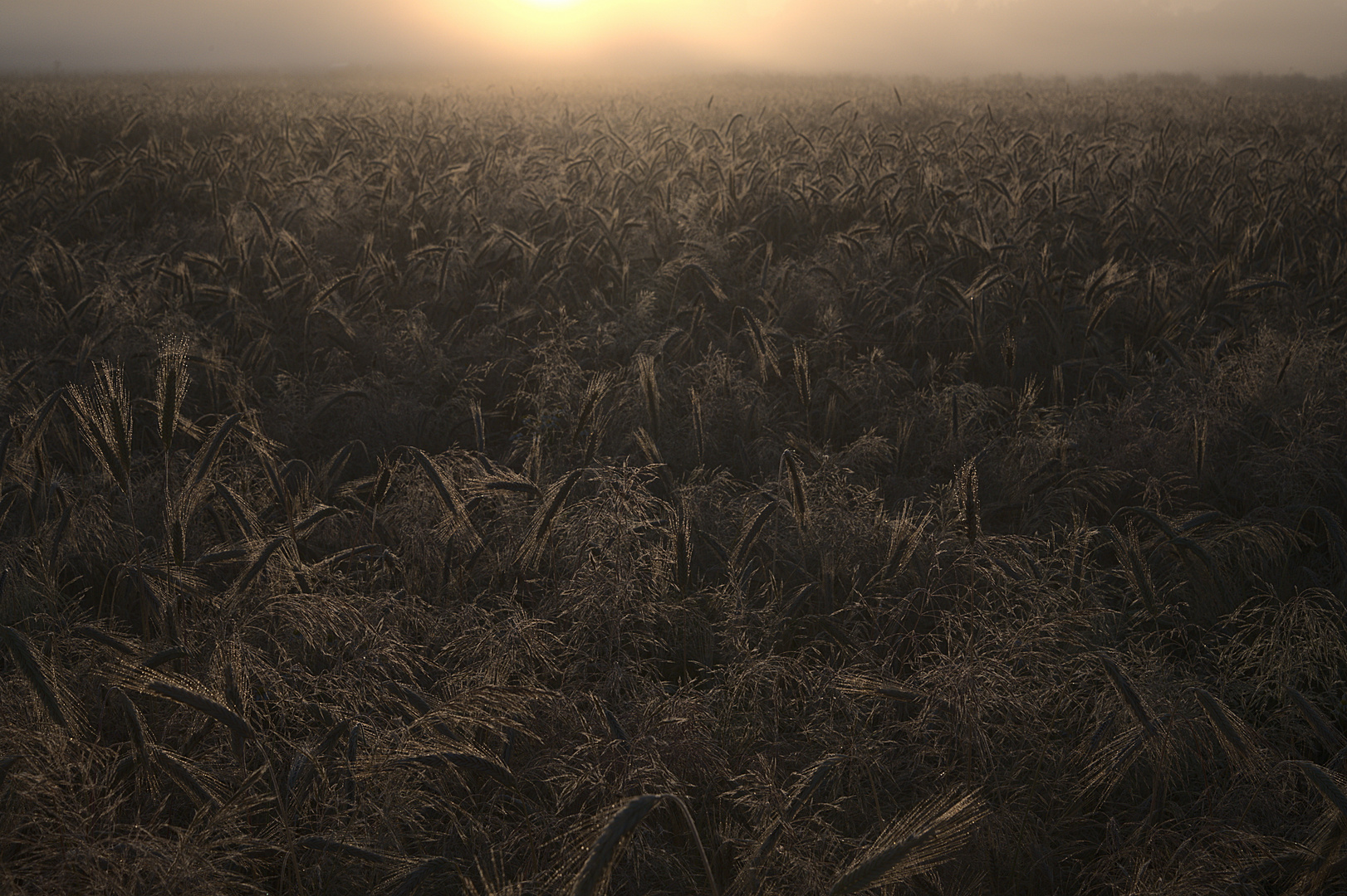 Getreidefeld im Morgennebel bei Sonnenaufgang