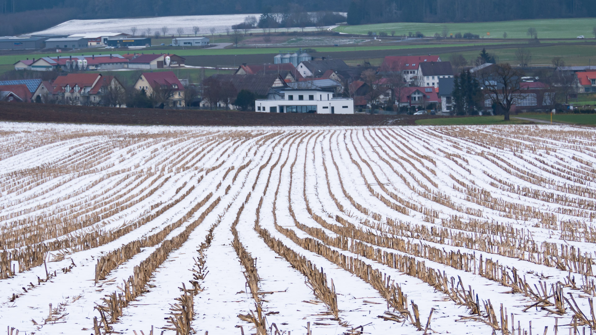 Getreidefeld im Schnee