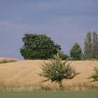 Getreidefeld im Sommerwind