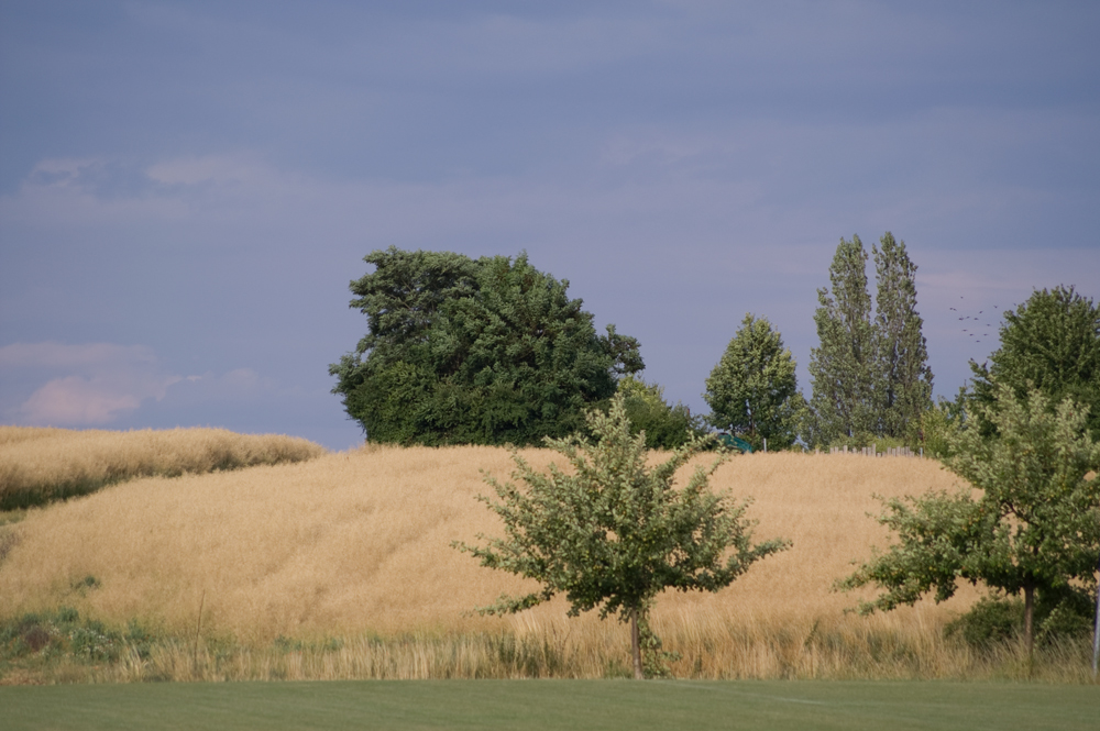 Getreidefeld im Sommerwind