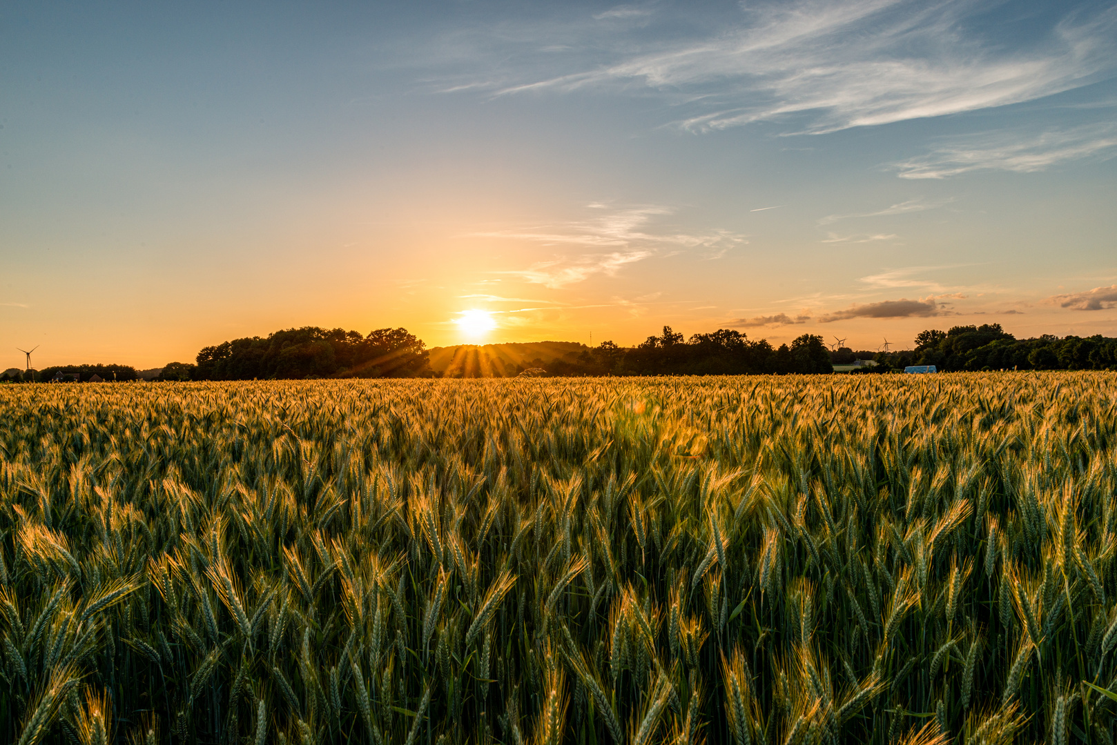 Getreidefeld im Sonnenuntergang