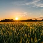 Getreidefeld im Sonnenuntergang