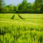 Getreidefeld im Wind