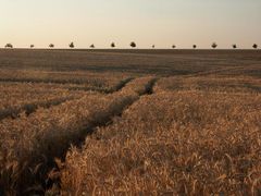 Getreidefeld in Abendstimmung