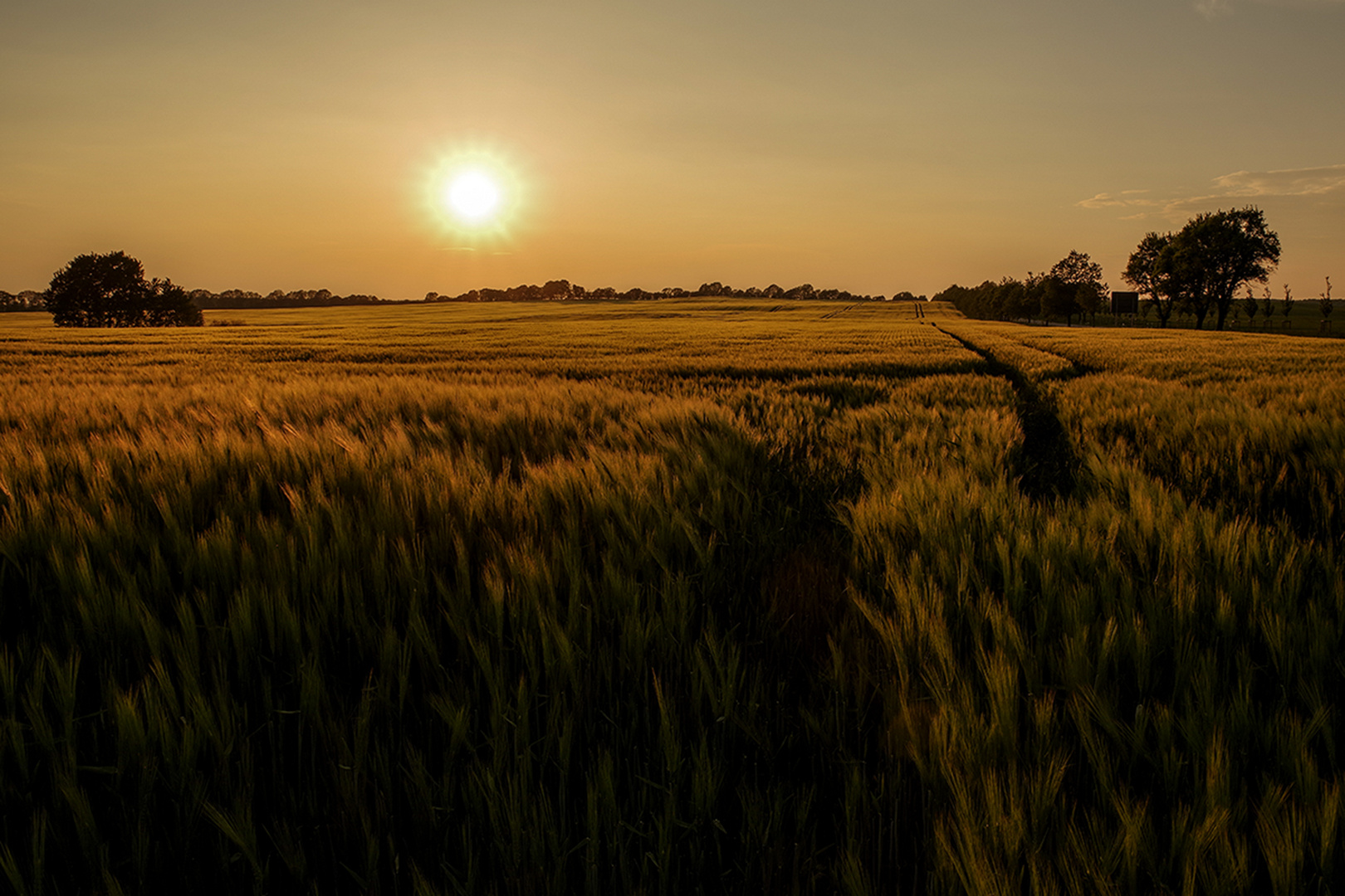 Getreidefeld in der Abendsonne