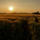 Getreidefeld in der Abendsonne