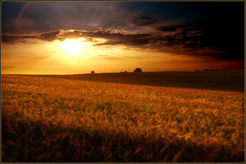 Getreidefeld in der Abendsonne