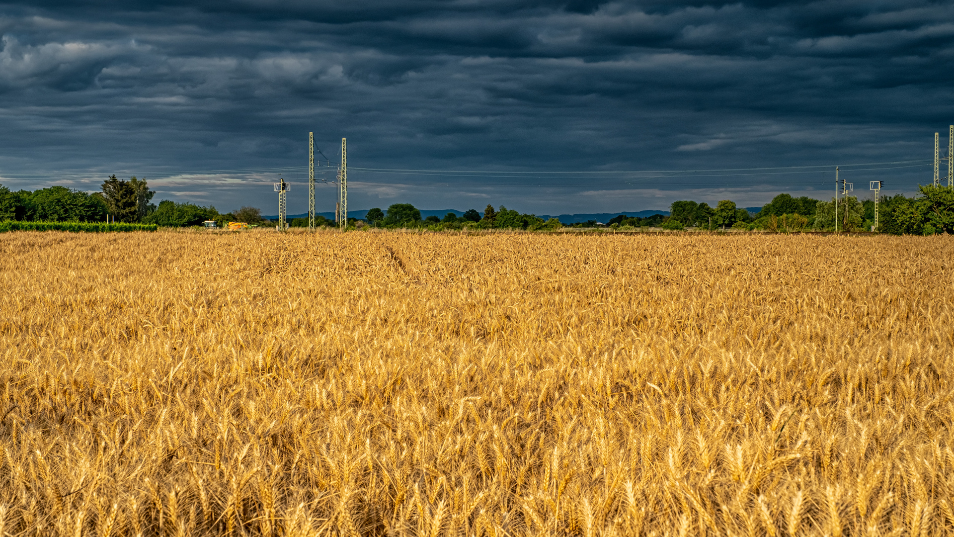 Getreidefeld in der Abensonne