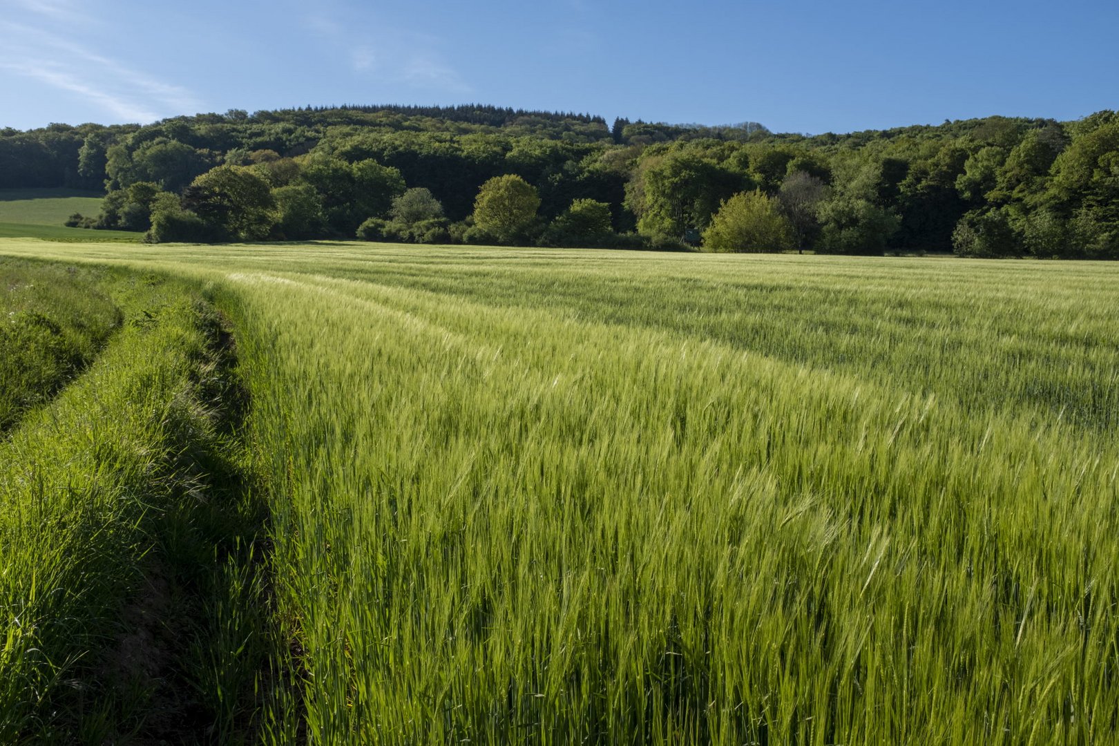 Getreidefeld in der Morgensonne