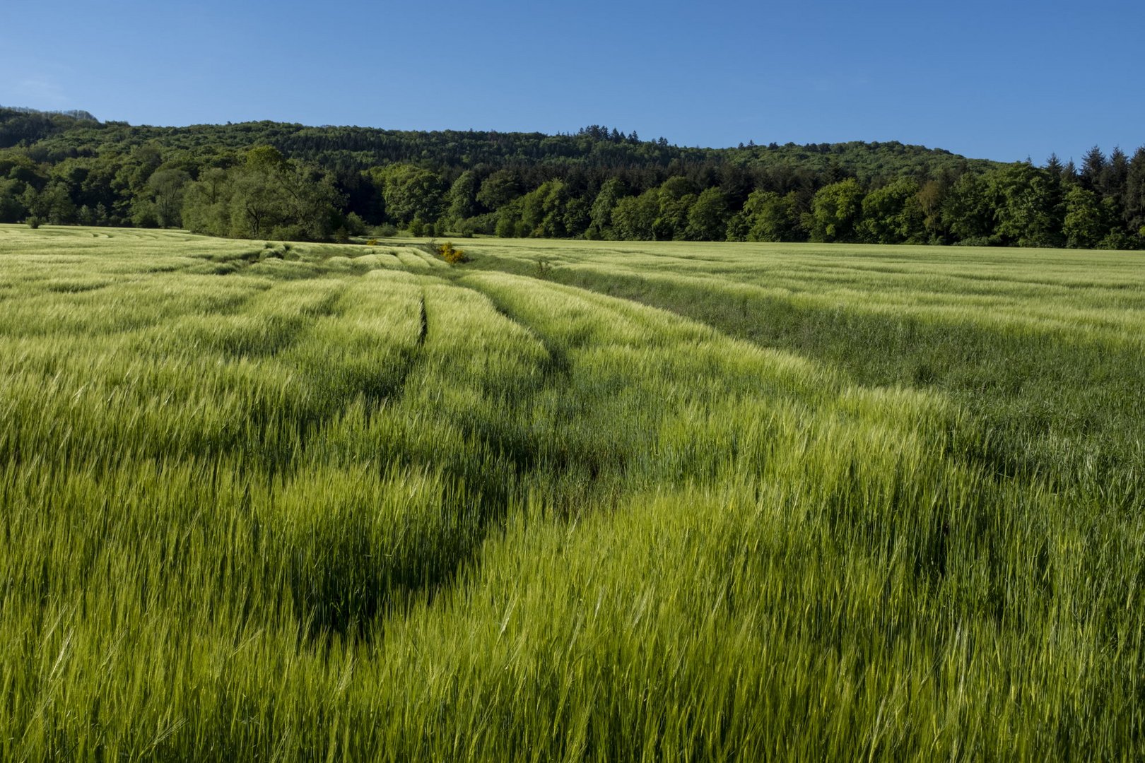 Getreidefeld in der Morgensonne