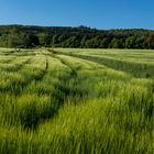 Getreidefeld in der Morgensonne