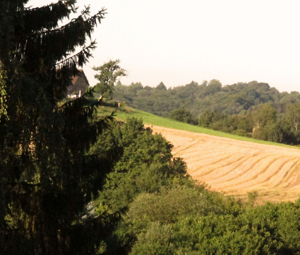 Getreidefeld in Essen-Kettwig