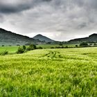 Getreidefeld mit aufziehenden Wolken