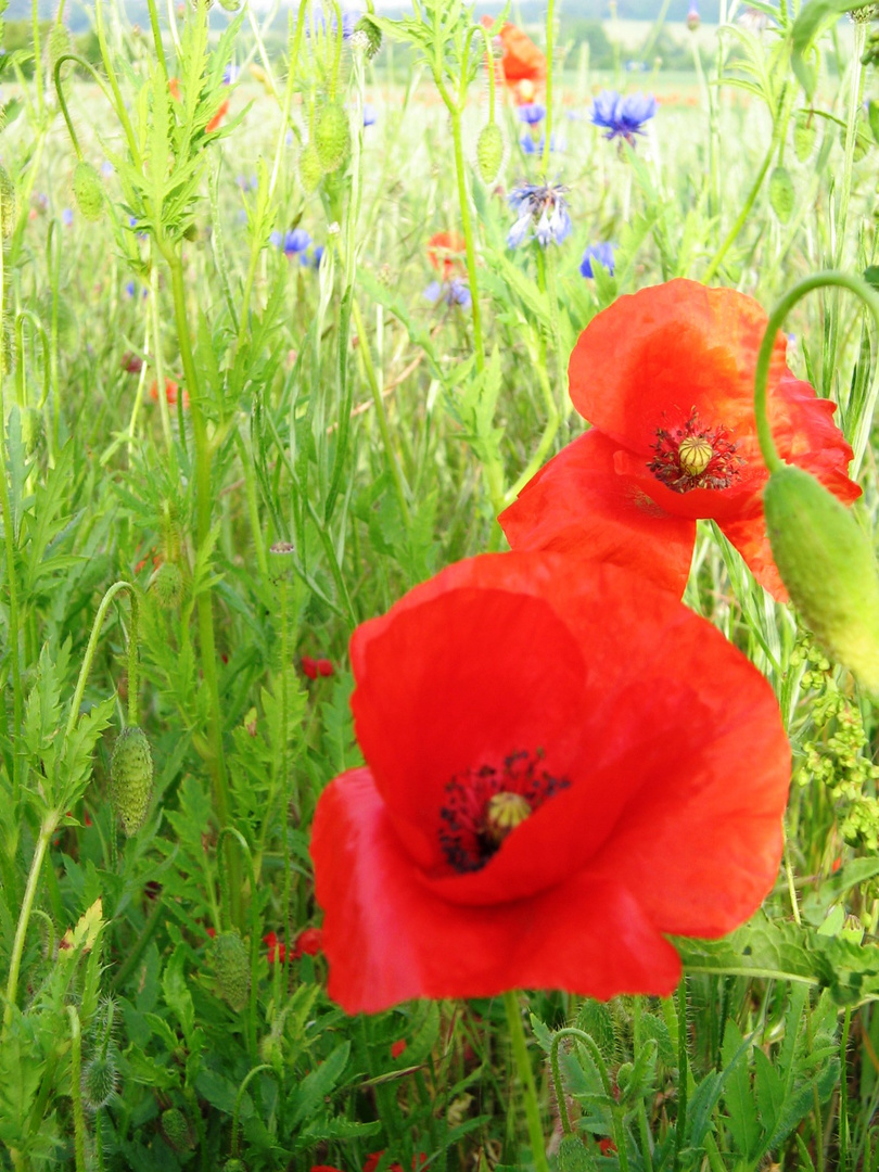 Getreidefeld mit Klatschmohn