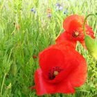 Getreidefeld mit Klatschmohn