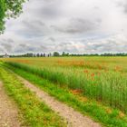 Getreidefeld mit Mohn