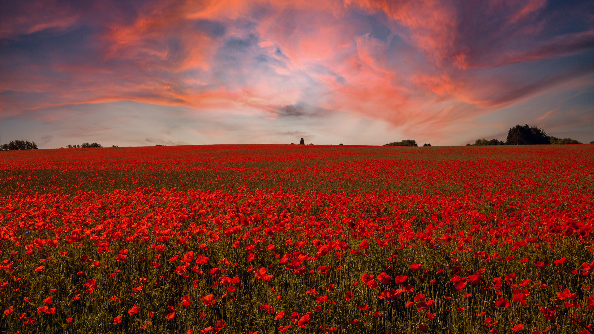 Getreidefeld mit Mohn