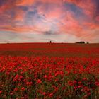 Getreidefeld mit Mohn