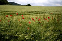 Getreidefeld mit Mohn