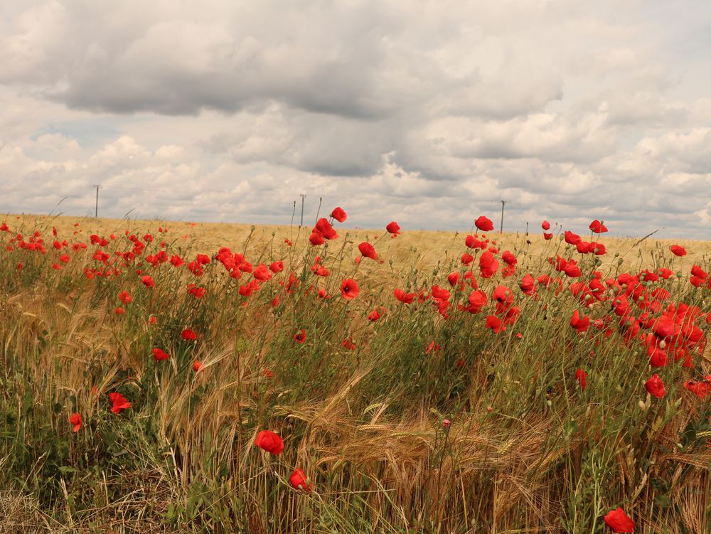 Getreidefeld mit Mohn