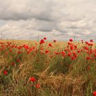 Getreidefeld mit Mohn