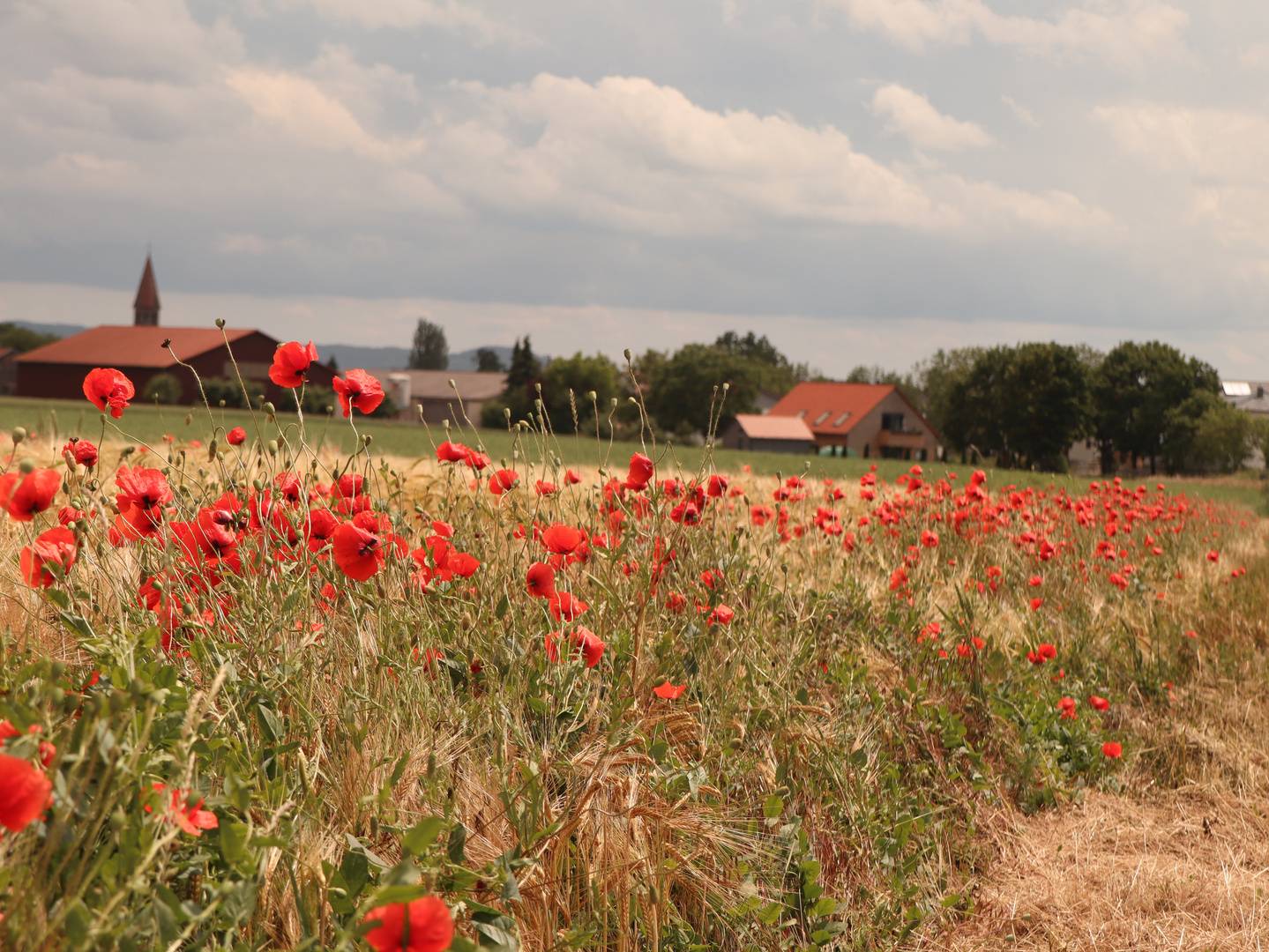 Getreidefeld mit Mohn