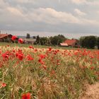 Getreidefeld mit Mohn