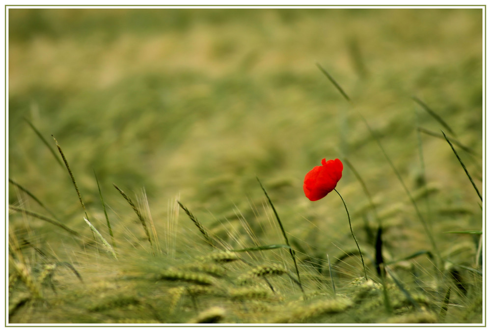 Getreidefeld mit Mohnblüte