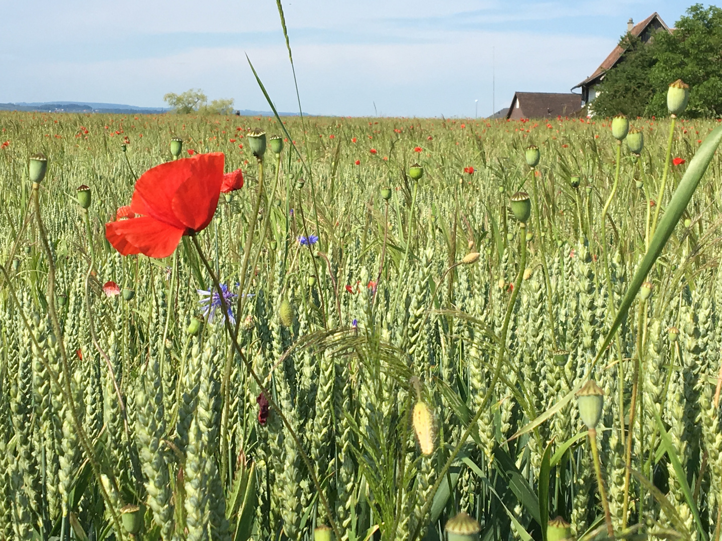 Getreidefeld mit Mohnblume bei Landschlacht im Bodenseegebiet